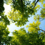 Aerial Trees View