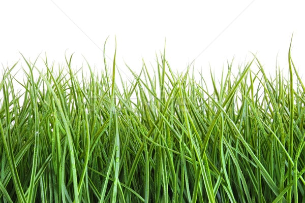 214531_stock-photo-tall-wet-grass-against-a-white